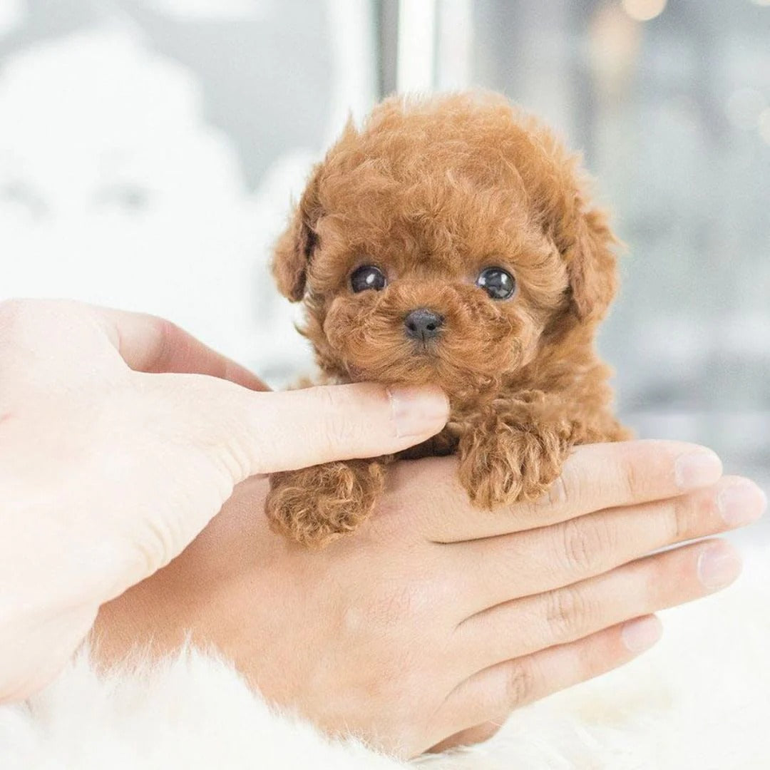Realistic Robotic Puppy — product view 3